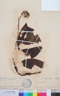 Specimen thumbnail